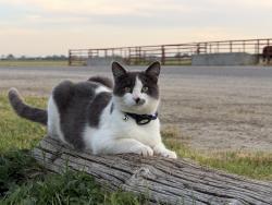 Lost Male Cat last seen Roosevelt and Arbor Way, El Nido CA, El Nido, CA 95317