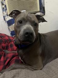 Lost Male Dog last seen Near Dakota st, San Antonio, TX 78203