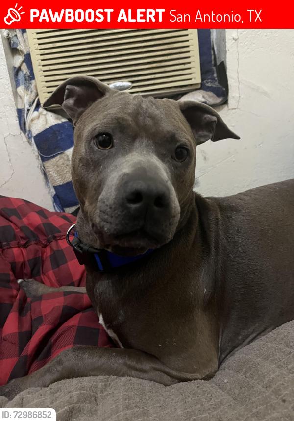 Lost Male Dog last seen Near Dakota st, San Antonio, TX 78203