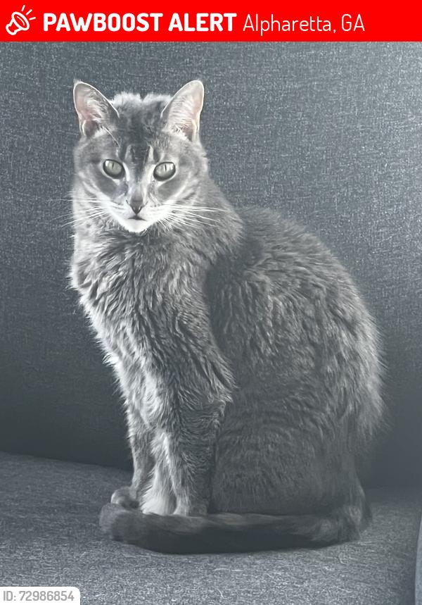 Lost Female Cat last seen Williamsburg subdivision , Alpharetta, GA 30004