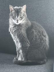 Lost Female Cat last seen Williamsburg subdivision , Alpharetta, GA 30004