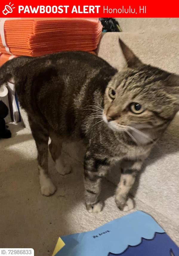 Lost Female Cat last seen Woodlawn Dr., Honolulu, HI 96822