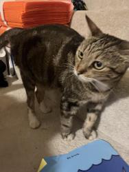 Lost Female Cat last seen Woodlawn Dr., Honolulu, HI 96822