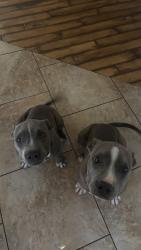 Lost Male Dog last seen Our hse, Crowley, TX 76036