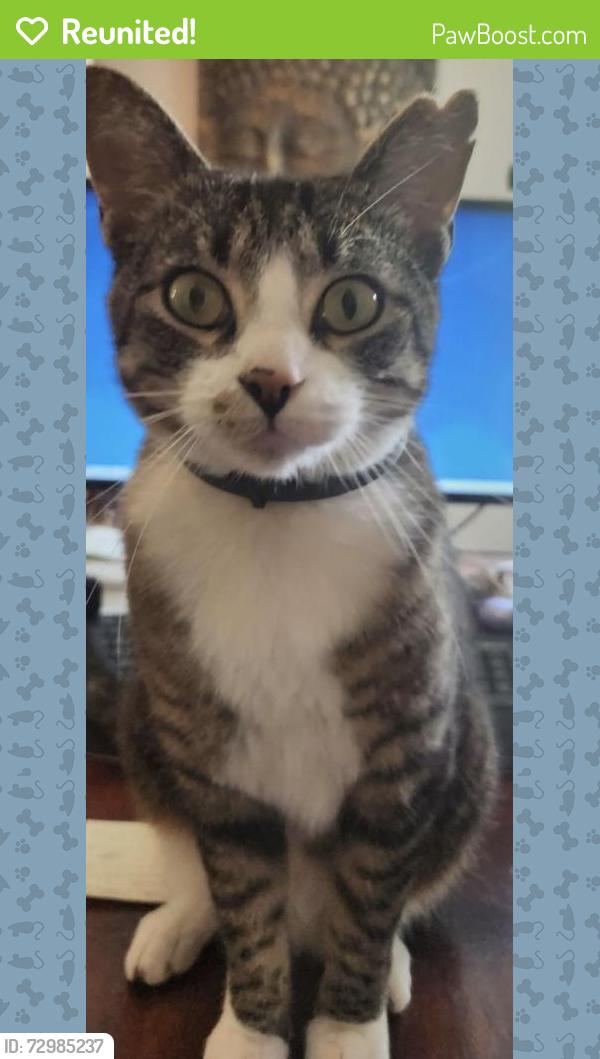 Reunited Male Cat last seen Sabalridge Drive, North Charleston, North Charleston, SC 29418