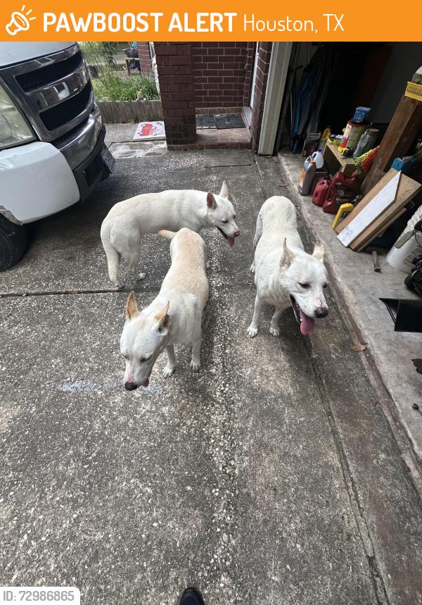 Found/Stray Female Dog last seen Hollister and yellow pine dr, Houston, TX 77040