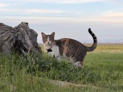 Lost Female Cat last seen Roosevelt and Arbor Way, El Nido CA, El Nido, CA 95317
