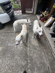 Found/Stray Female Dog last seen Hollister and yellow pine dr, Houston, TX 77040