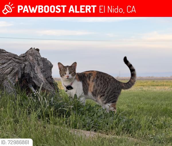 Lost Female Cat last seen Roosevelt and Arbor Way, El Nido CA, El Nido, CA 95317