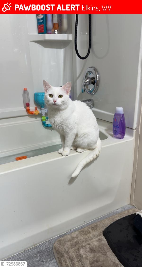 Lost Female Cat last seen Near heavner acres rd, Elkins, WV 26241