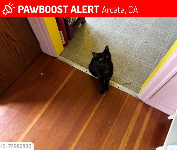 Lost Male Cat last seen Sunny Brea Animal Clinic, Arcata, CA 95521