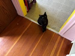 Lost Male Cat last seen Sunny Brea Animal Clinic, Arcata, CA 95521