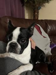 Found/Stray Female Dog last seen Valley, Fontana, CA 92335