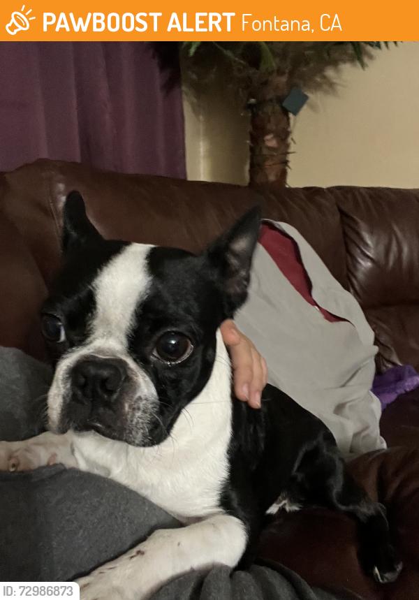 Found/Stray Female Dog last seen Valley, Fontana, CA 92335