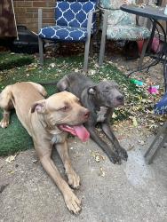 Reunited Male Dog last seen Johnston and elm , west state and Albert , maybe near Ellis school, Rockford, IL 61101
