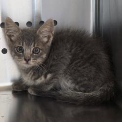 Shelter Stray Male Cat last seen , 3428 S Jenkins Ave, Norman, OK 73072, USA