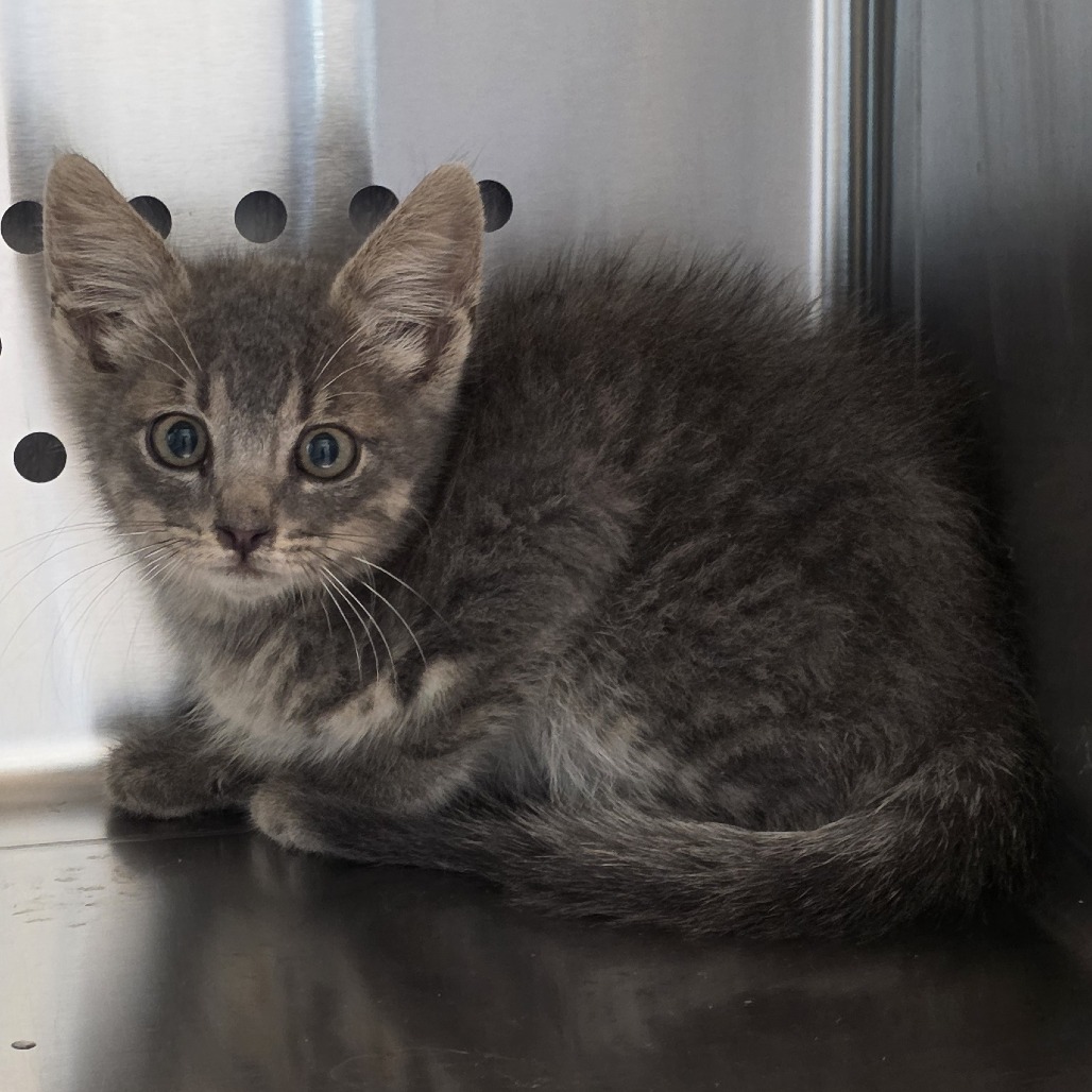 Shelter Stray Male Cat last seen , 3428 S Jenkins Ave, Norman, OK 73072, USA