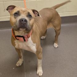 Shelter Stray Female Dog last seen , 3428 S Jenkins Ave, Norman, OK 73072, USA