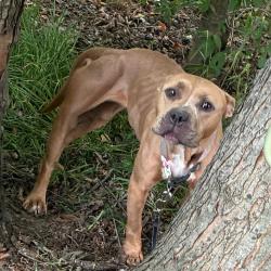 Shelter Stray Female Dog last seen , 4525 W Wendover Ave, Greensboro, NC 27409, USA