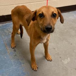 Shelter Stray Male Dog last seen , 2350 Appling City Cove, Memphis, TN 38133, USA