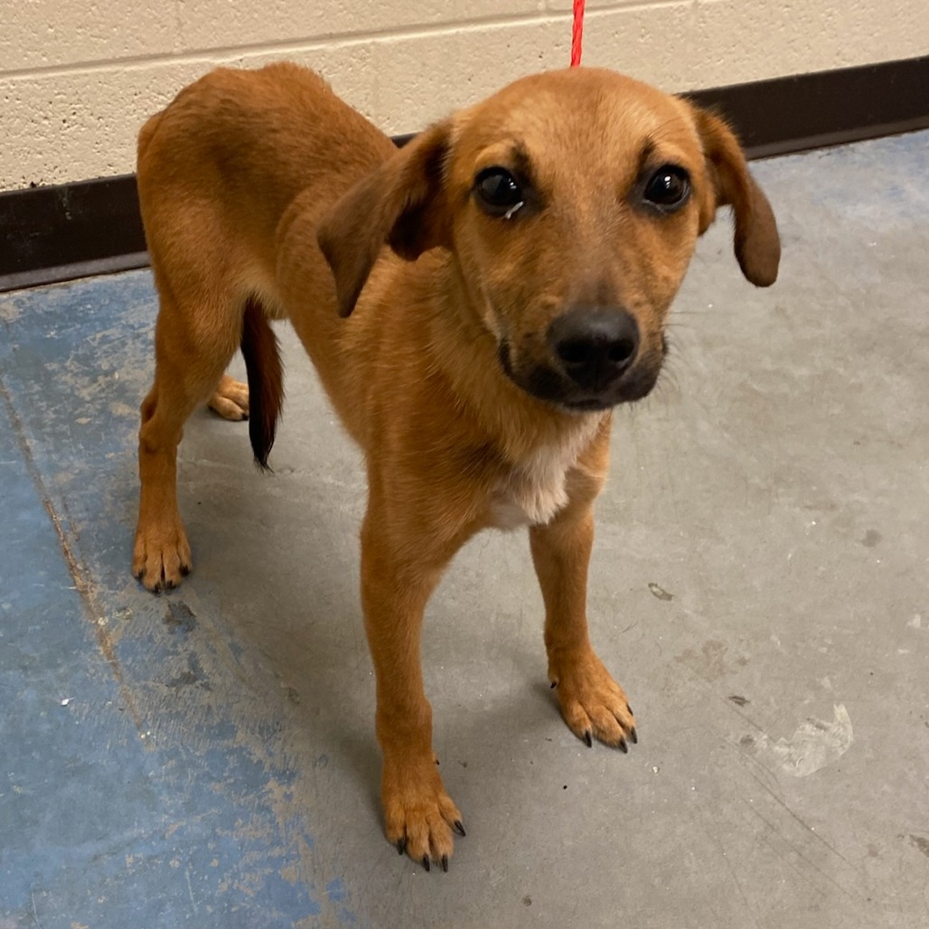 Shelter Stray Male Dog last seen , 2350 Appling City Cove, Memphis, TN 38133, USA