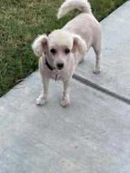 Lost Female Dog last seen East Belmont Ave and North Fresno St, Fresno, CA 93701