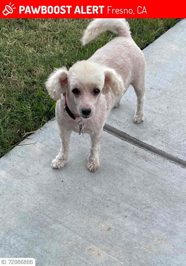 Lost Female Dog last seen East Belmont Ave and North Fresno St, Fresno, CA 93701