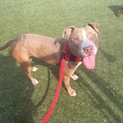 Shelter Stray Female Dog last seen , Animal Care & Control Team of Philly, 111 W Hunting Park Ave, Philadelphia, PA 19140, USA
