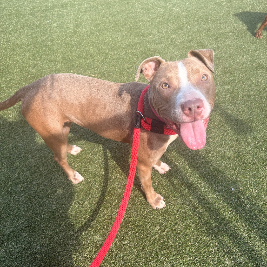 Shelter Stray Female Dog last seen , Animal Care & Control Team of Philly, 111 W Hunting Park Ave, Philadelphia, PA 19140, USA