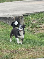 Reunited Male Dog last seen Near ashboro cir SE Palm Bay FL 32909, Palm Bay, FL 32909