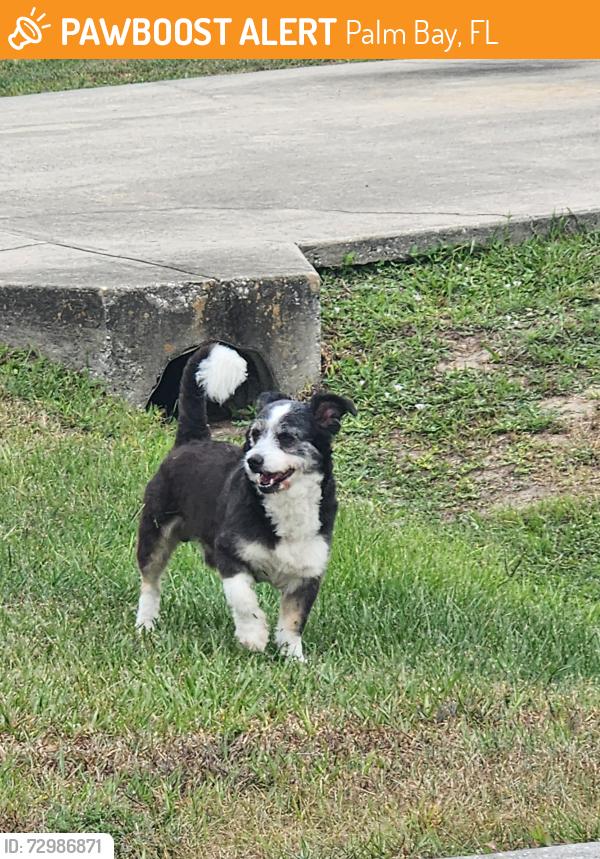 Found/Stray Male Dog last seen Near ashboro cir SE Palm Bay FL 32909, Palm Bay, FL 32909
