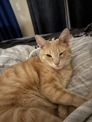 Lost Male Cat last seen Hacienda/El Rio Lane, Desert Hot Springs, CA 92240