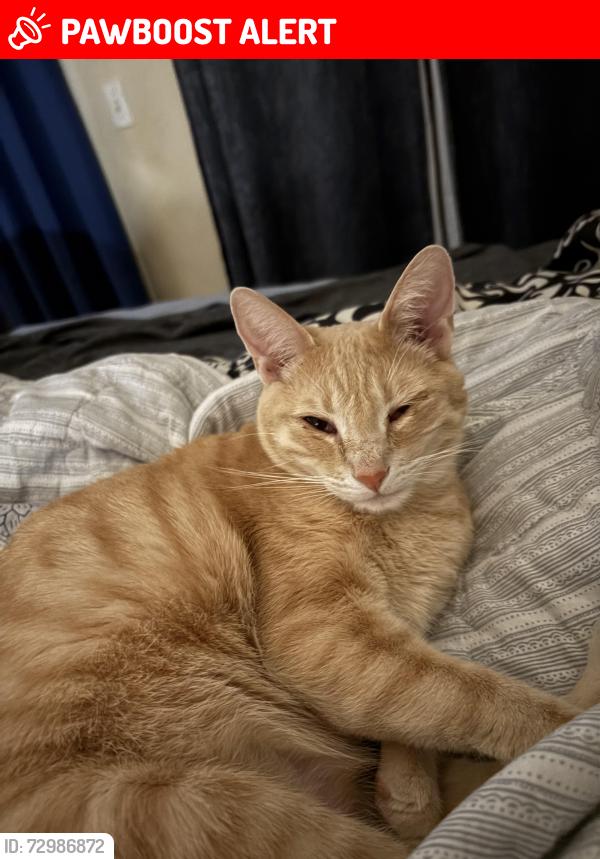 Lost Male Cat last seen Hacienda/El Rio Lane, Desert Hot Springs, CA 92240