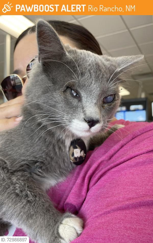 Found/Stray Female Cat last seen Rio Rancho Marketplace on Route 528, Rio Rancho, NM 87124