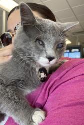 Found/Stray Female Cat last seen Rio Rancho Marketplace on Route 528, Rio Rancho, NM 87124