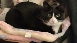 Lost Male Cat last seen Crowhill, Greater Manchester, England OL7 9HU