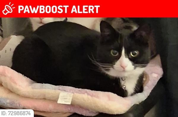 Lost Male Cat last seen Crowhill, Greater Manchester, England OL7 9HU