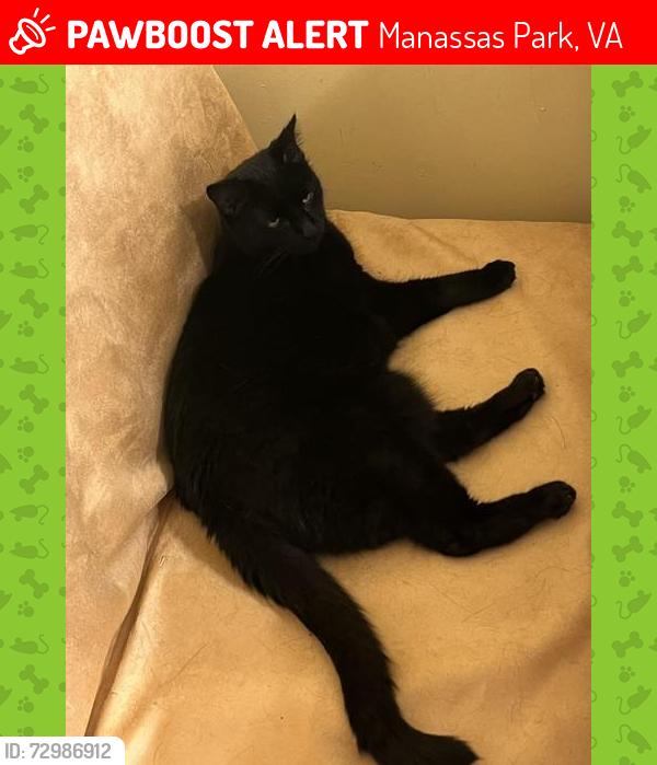 Lost Male Cat last seen Holden Drive and Bull Run Road in Manassas Park, Manassas Park, VA 20111