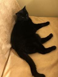 Lost Male Cat last seen Holden Drive and Bull Run Road in Manassas Park, Manassas Park, VA 20111