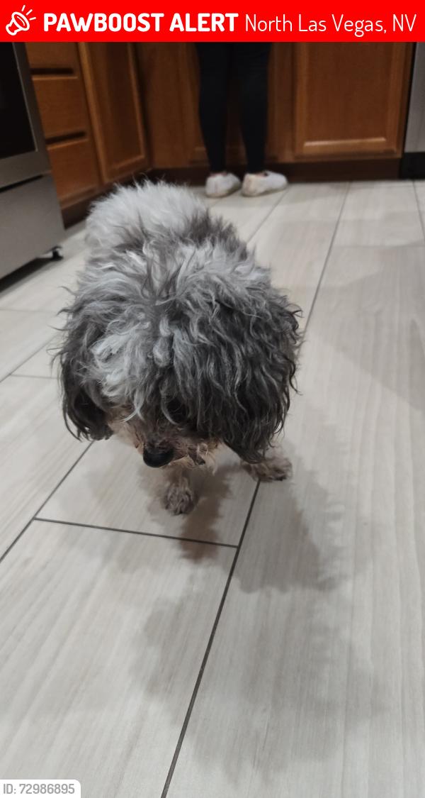 Lost Male Dog last seen Gowan and Valley, North Las Vegas, NV 89032