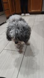 Lost Male Dog last seen Gowan and Valley, North Las Vegas, NV 89032