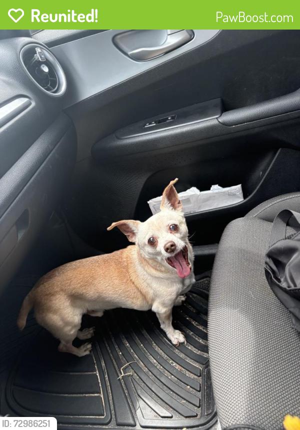 Reunited Male Dog last seen Parkside Pointe Blvd, Apopka, FL 32712, USA, Apopka, FL 32712