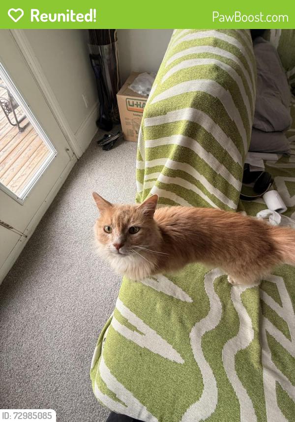 Reunited Male Cat last seen Near Sherwood Ave, Kitchener, ON N2B 1K4, Canada, Kitchener, ON N2B 1K4