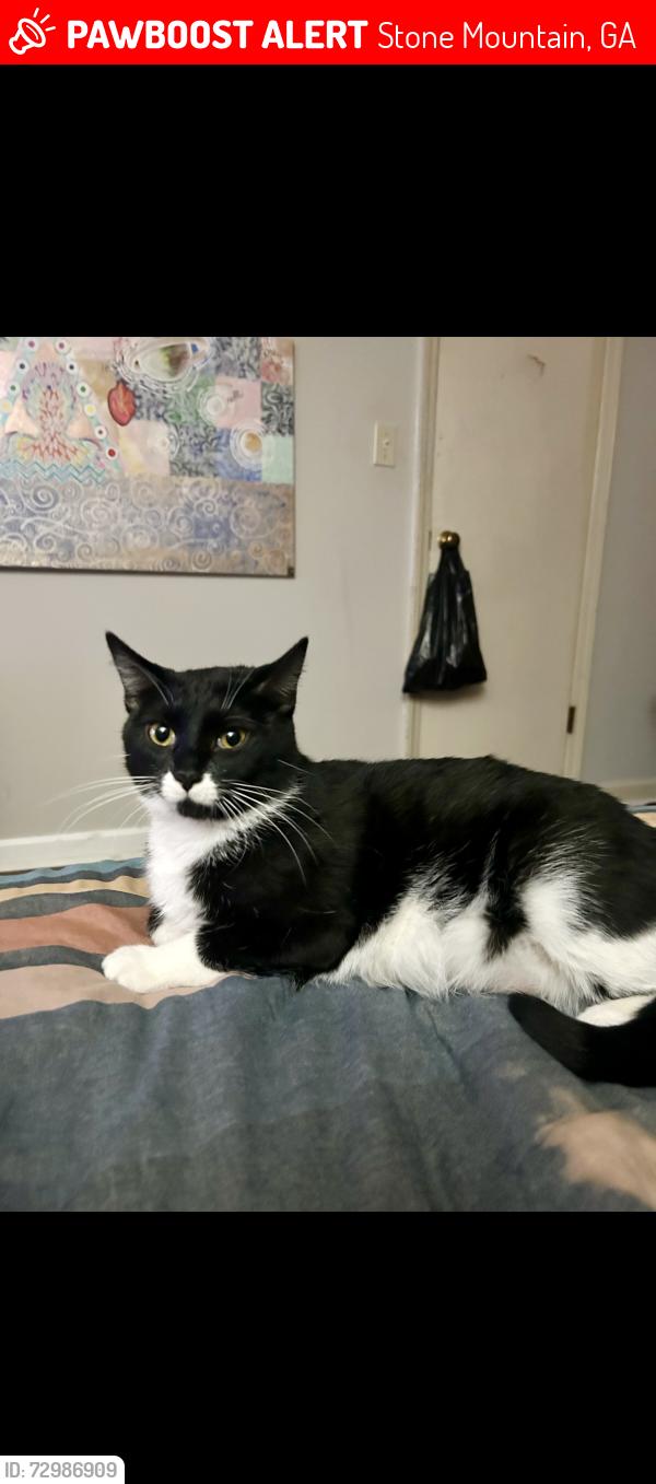 Lost Female Cat last seen Cedar park neighborhood, DeKalb County, GA 30083