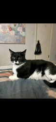 Lost Female Cat last seen Cedar park neighborhood, DeKalb County, GA 30083