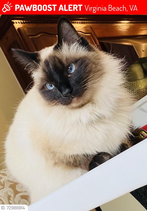 Lost Male Cat last seen N Alanton, Virginia Beach, VA 23454