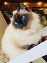 Lost Male Cat last seen N Alanton, Virginia Beach, VA 23454