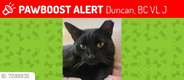 Lost Female Cat last seen cliff on government, Duncan, BC V9L 5J9