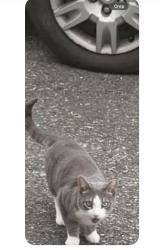 Lost Female Cat last seen Freemansburg Avenue and Stanley Street in Wilson , Wilson, PA 18042