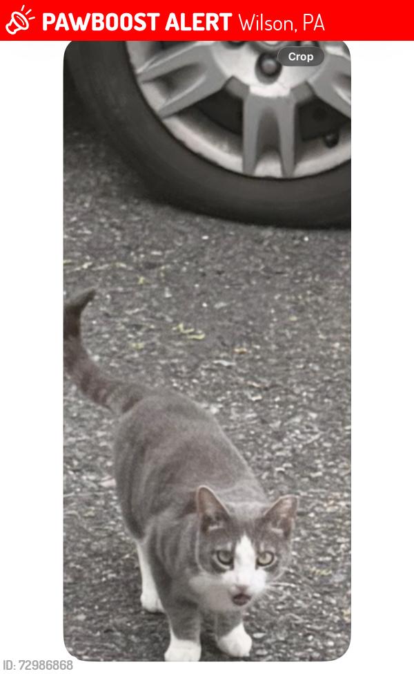 Lost Female Cat last seen Freemansburg Avenue and Stanley Street in Wilson , Wilson, PA 18042